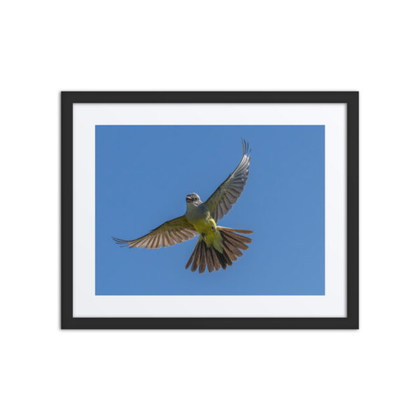 Western Kingbird Hovering Blue Sky! Framed poster - Image 3