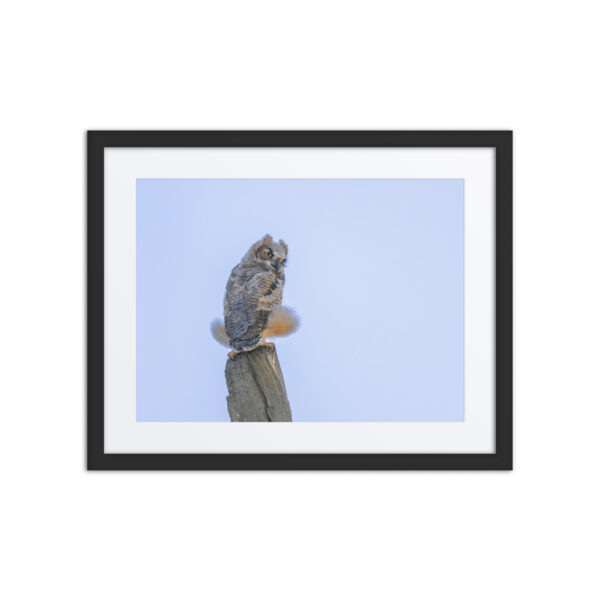 Baby Great Horned Owl! Framed poster - Image 3