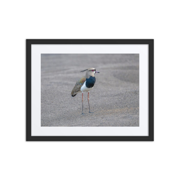 Southern lapwing! Framed poster - Image 3