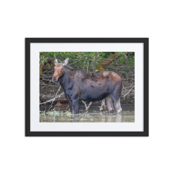 Portrait of a Mama Moose! Framed poster - Image 3
