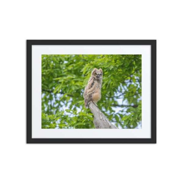 Baby Great horned owl! Framed poster - Image 3