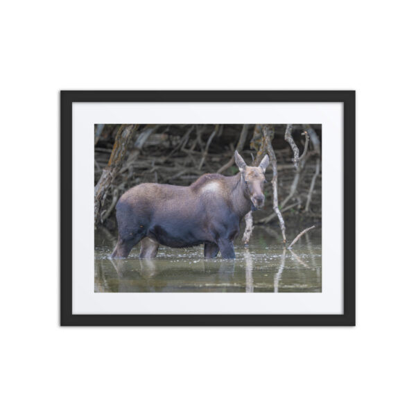 Baby Moose! Framed poster - Image 2