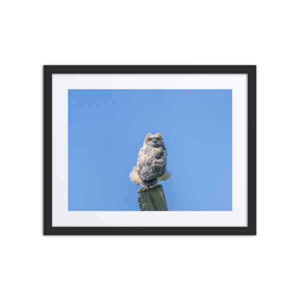 Baby Great horned owl! Framed poster - Image 3