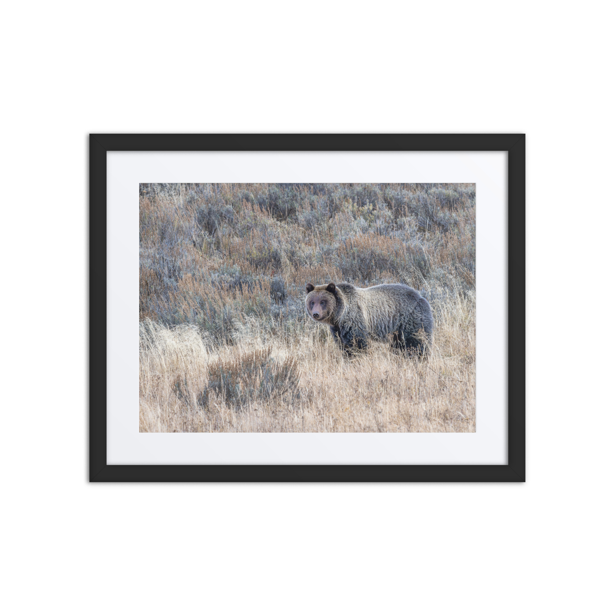 Grizzly bear! Framed poster - Image 3