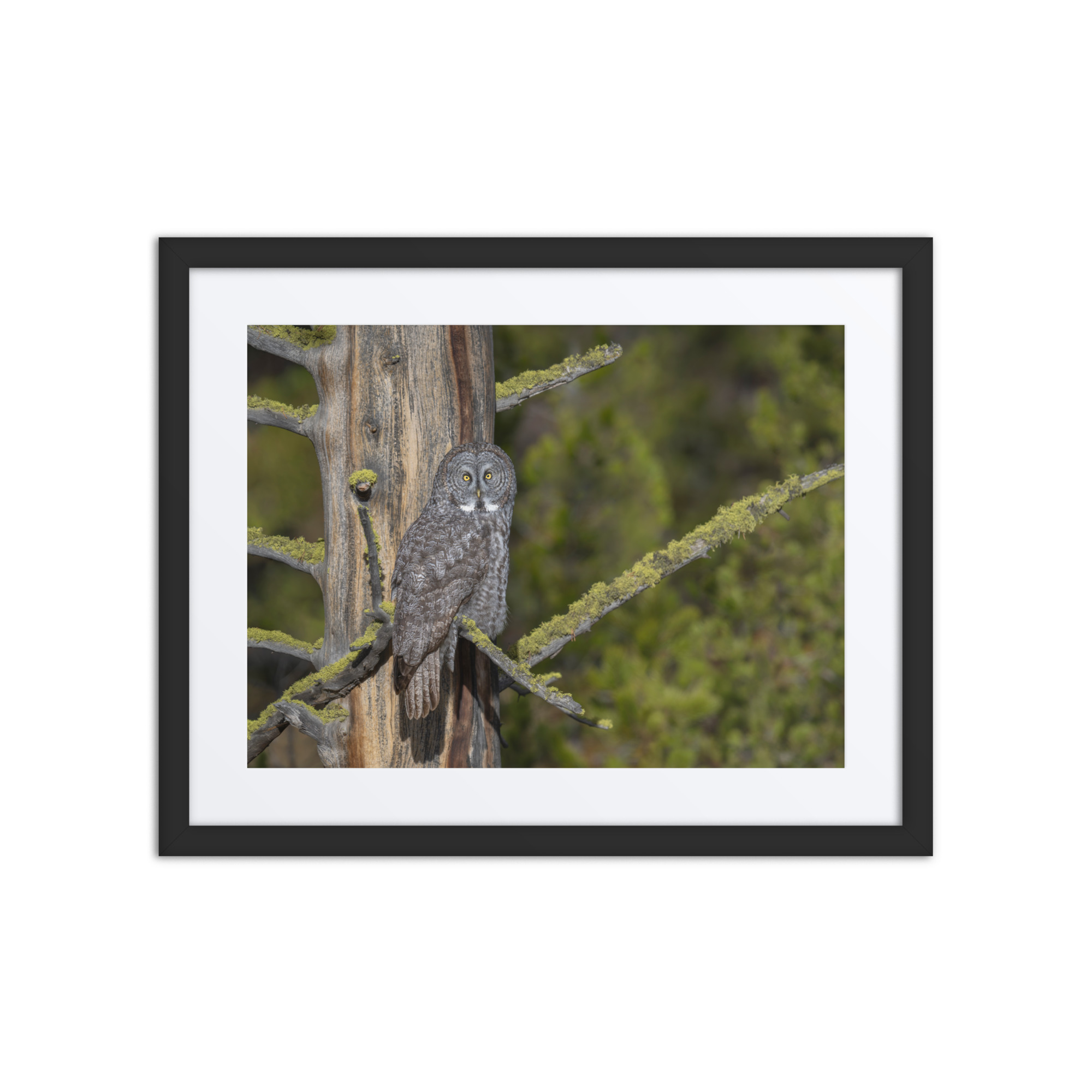 Great Grey Owl Basking in the Sun! Framed poster - Image 3