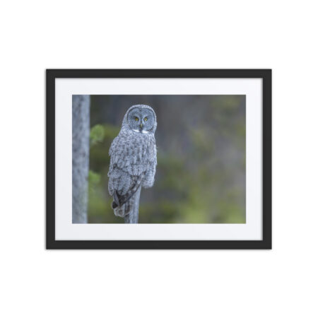 Great Grey Owl! Framed poster