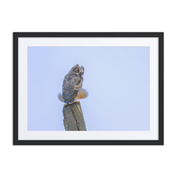 Baby Great Horned Owl! Framed poster - Image 4