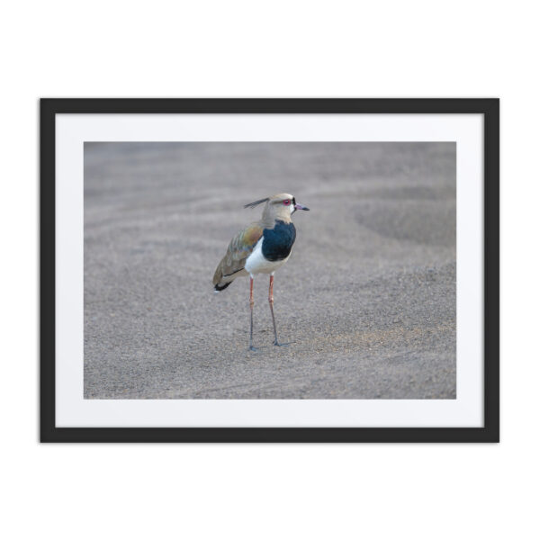 Southern lapwing! Framed poster - Image 4