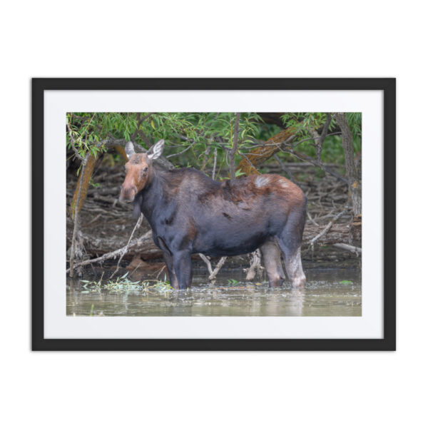 Portrait of a Mama Moose! Framed poster - Image 4
