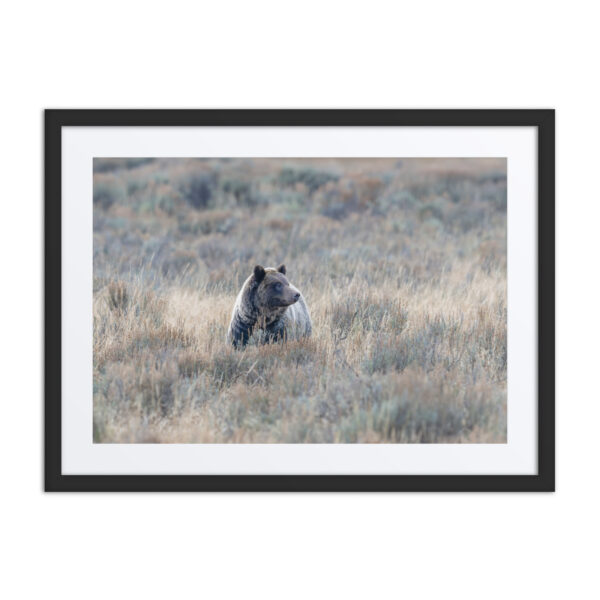 Grizzly bear! Framed poster - Image 4