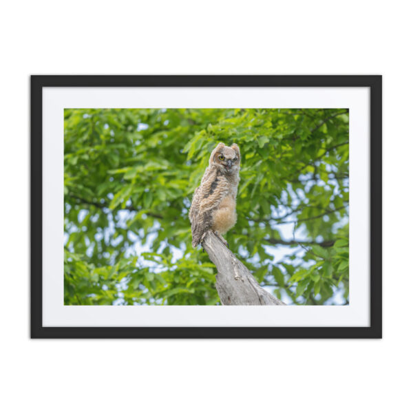Baby Great horned owl! Framed poster - Image 4