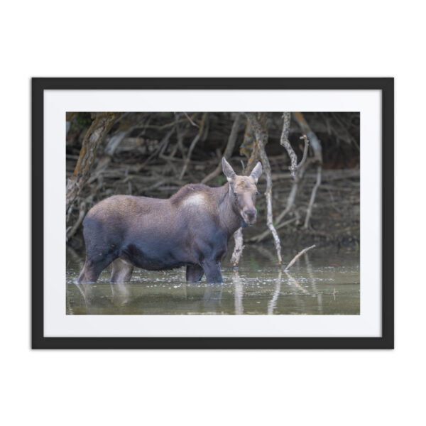 Baby Moose! Framed poster - Image 3