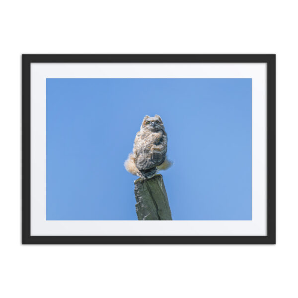 Baby Great horned owl! Framed poster - Image 4