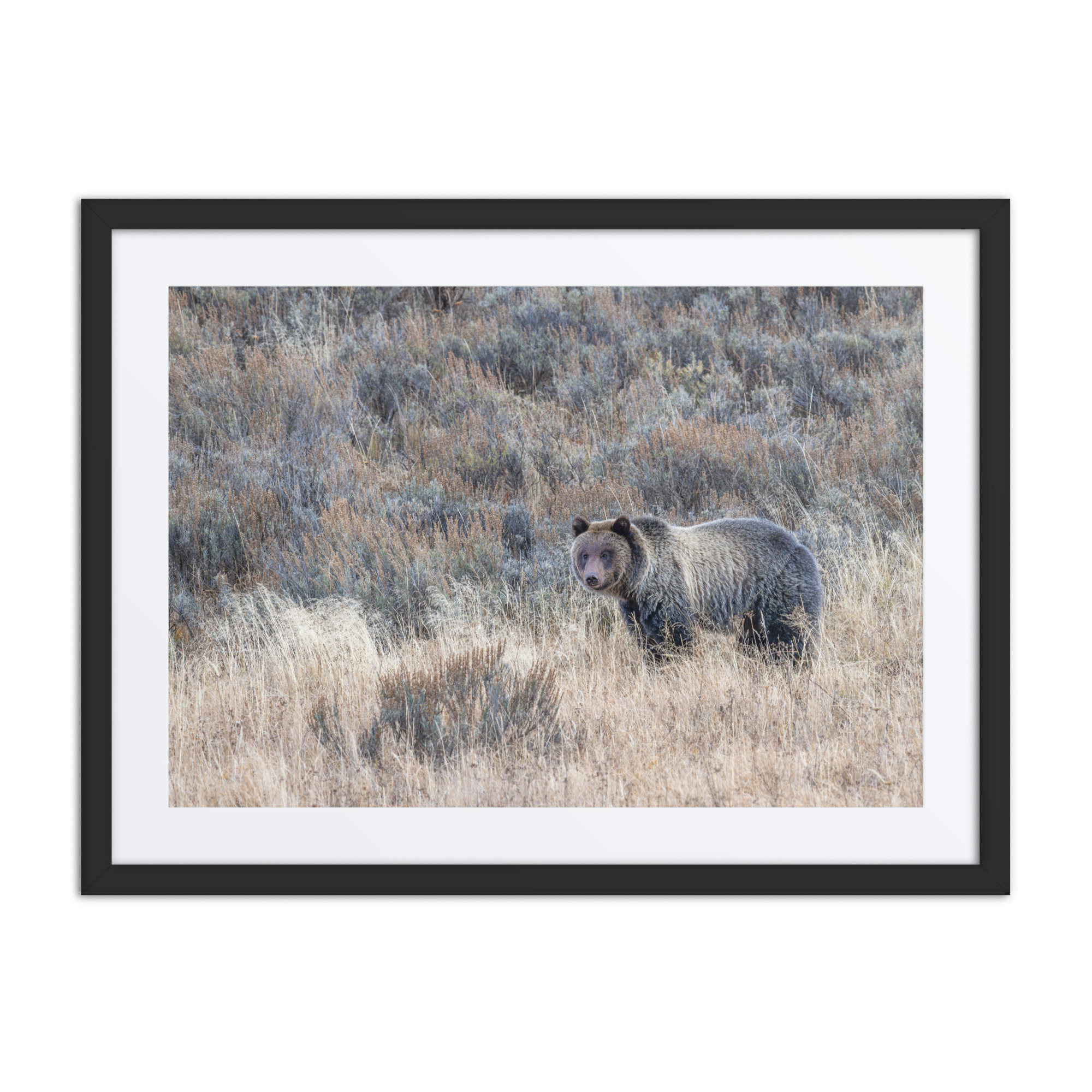 Grizzly bear! Framed poster - Image 4