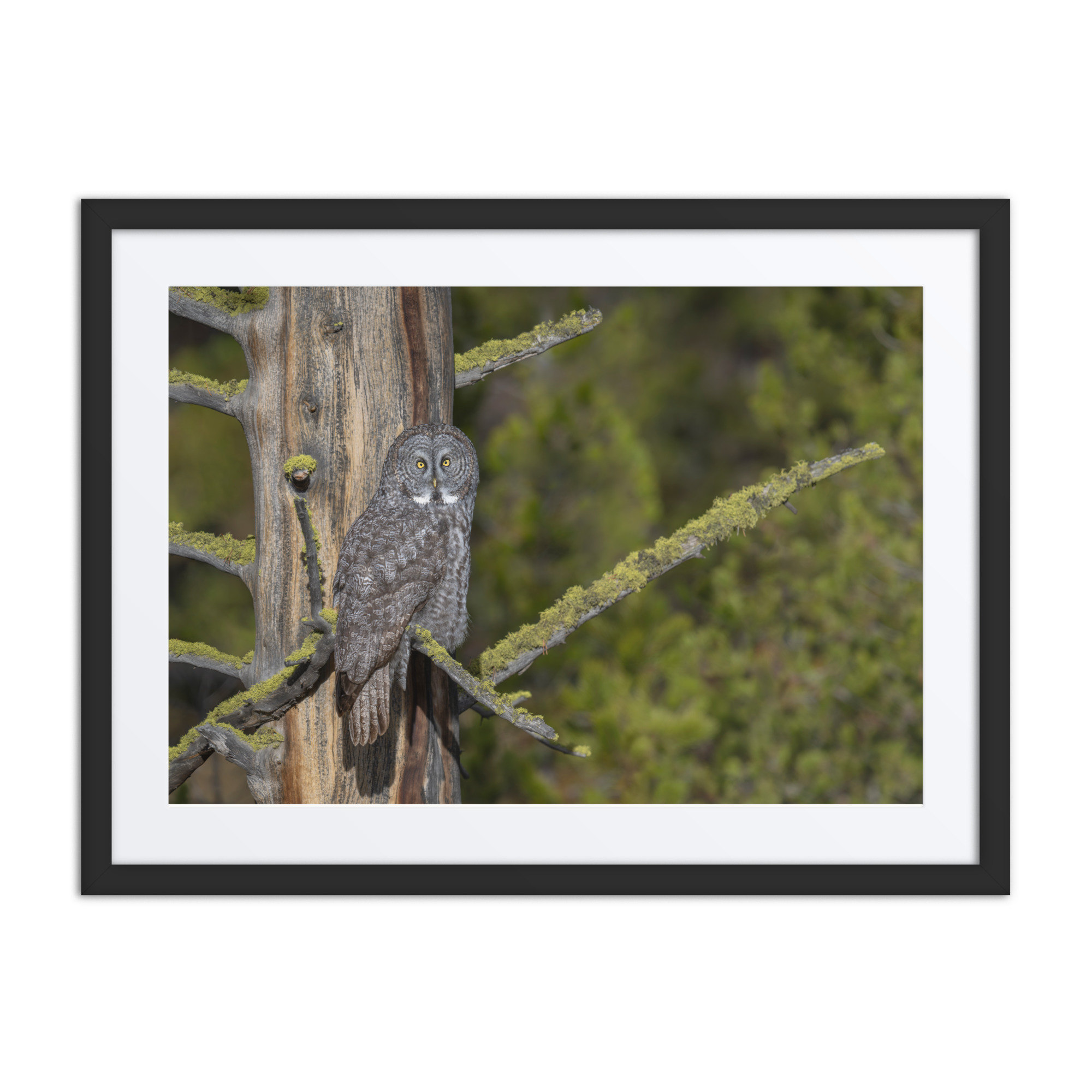 Great Grey Owl Basking in the Sun! Framed poster - Image 4