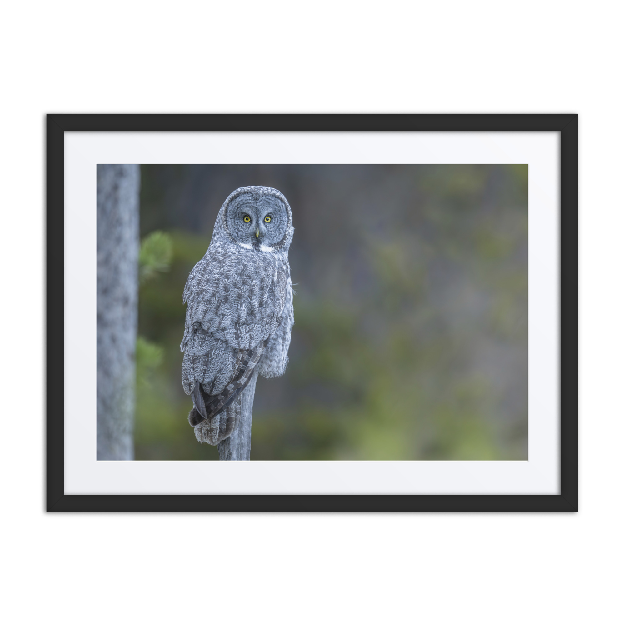 Great Grey Owl! Framed poster - Image 2