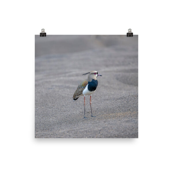 Southern lapwing! Photo paper poster - Image 3