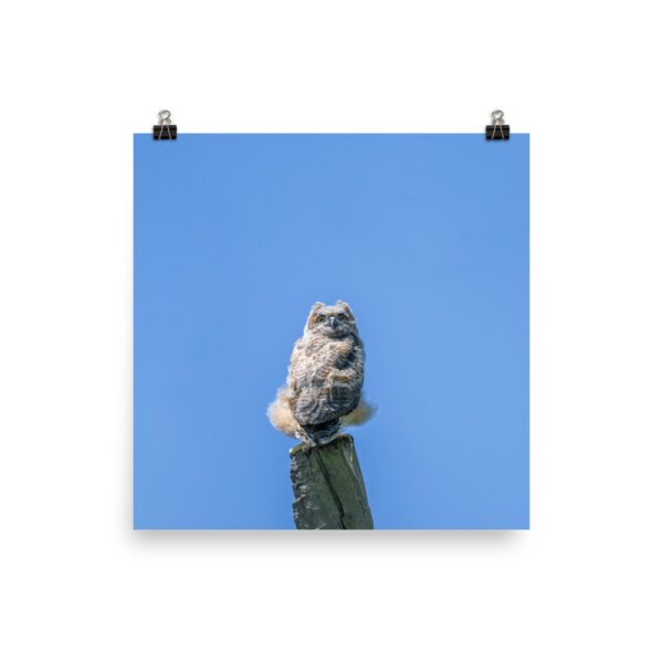 Baby Great horned owl! Photo paper poster - Image 3