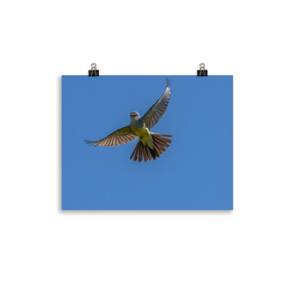 Western Kingbird Hovering Blue Sky! Photo paper poster - Image 4