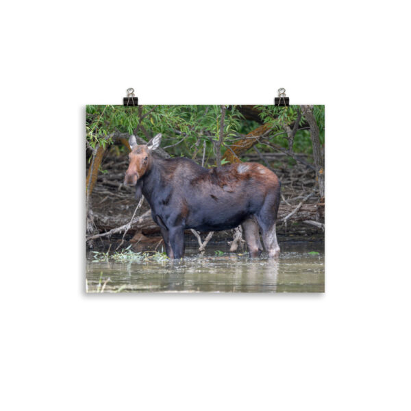 Portrait of a Mama Moose! Photo paper poster - Image 4