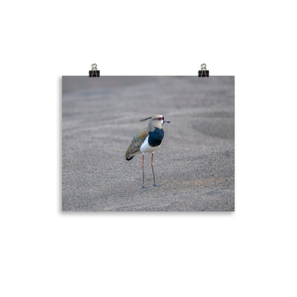 Southern lapwing! Photo paper poster - Image 4