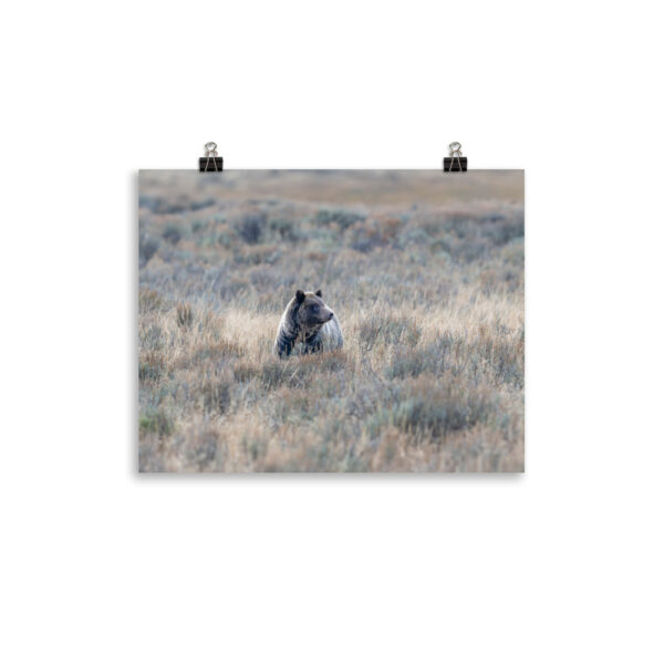Grizzly bear! Photo paper poster - Image 4