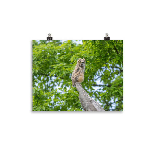 Baby Great horned owl! Photo paper poster - Image 4