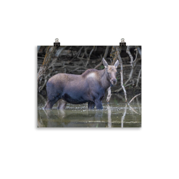 Baby Moose! Photo paper poster - Image 4