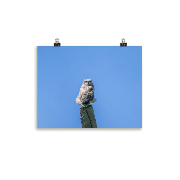 Baby Great horned owl! Photo paper poster - Image 4