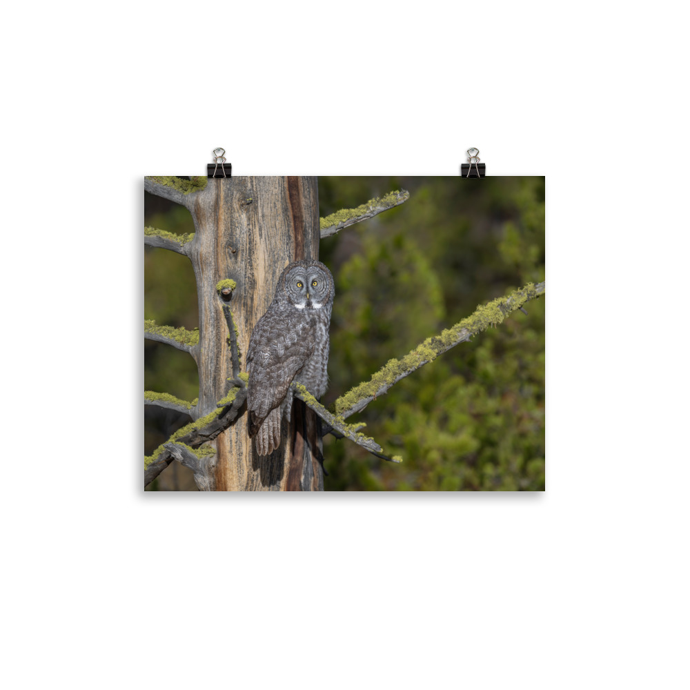 Great Grey Owl Basking in the Sun! Photo paper poster - Image 4