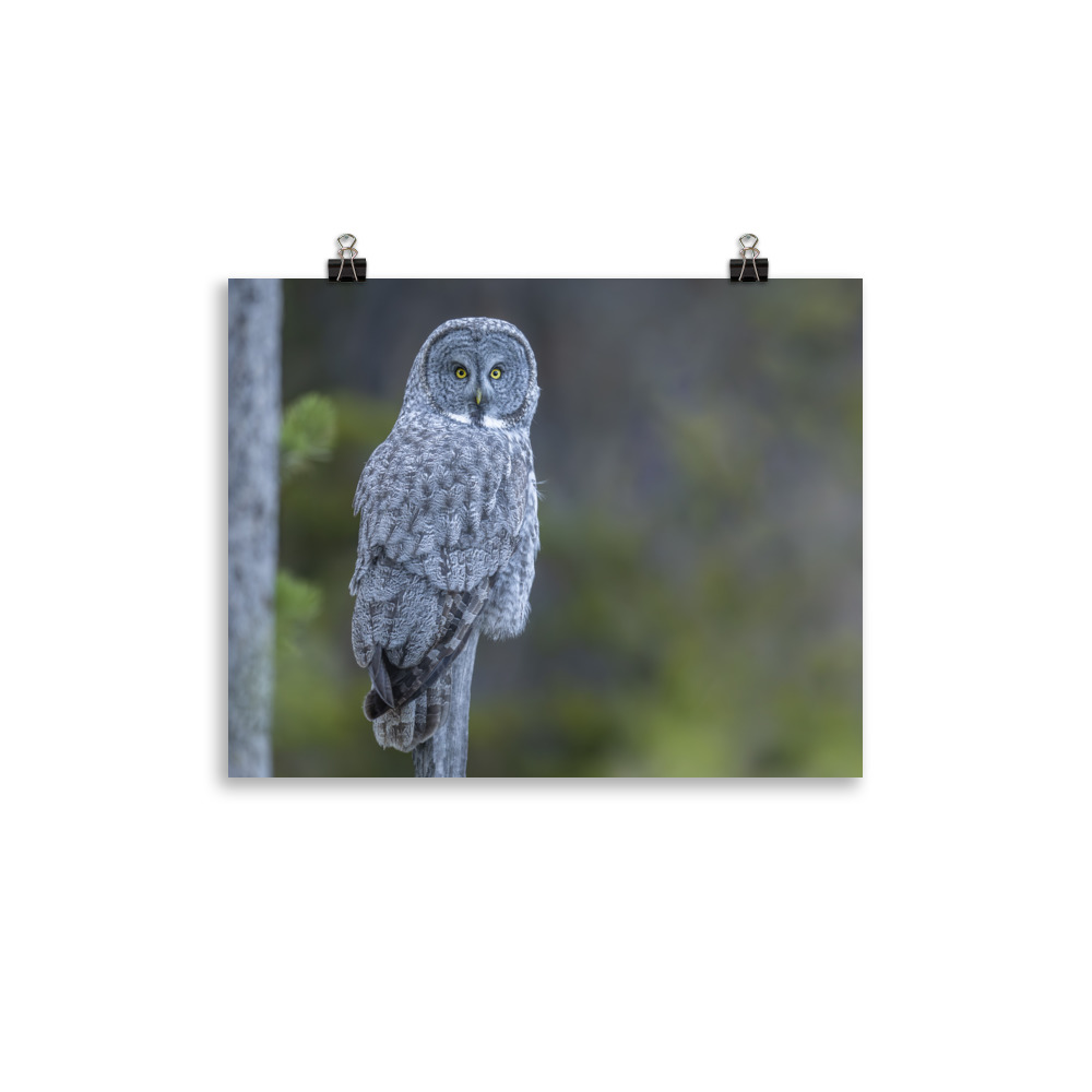Great Grey Owl! Photo paper poster - Image 2