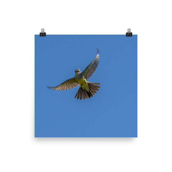 Western Kingbird Hovering Blue Sky! Photo paper poster - Image 5