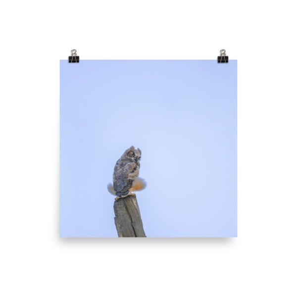 Baby Great Horned Owl! Photo paper poster - Image 5
