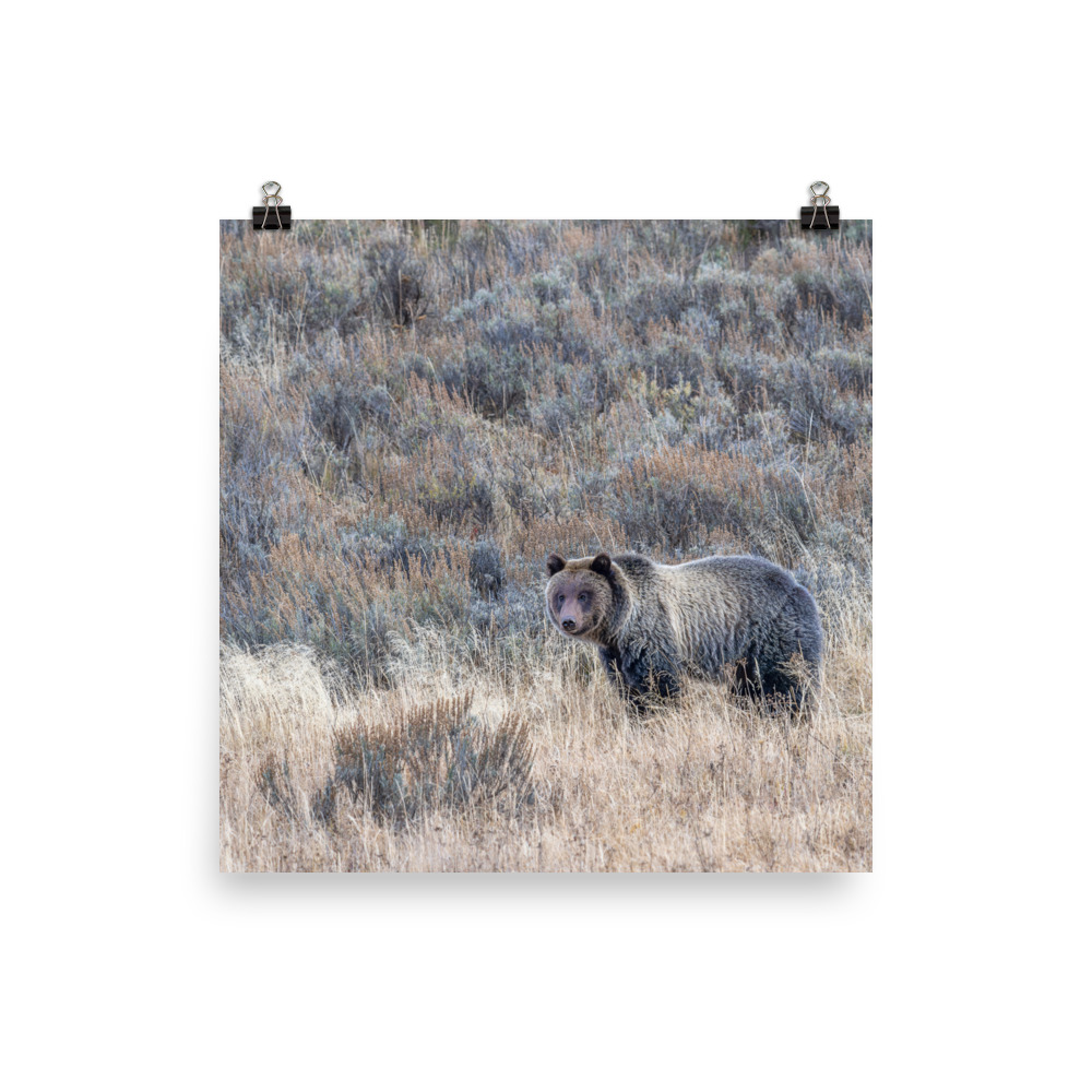 Grizzly bear! Photo paper poster - Image 5