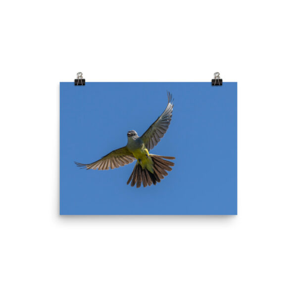 Western Kingbird Hovering Blue Sky! Photo paper poster - Image 6