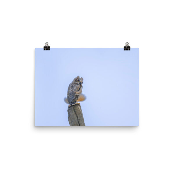 Baby Great Horned Owl! Photo paper poster - Image 6