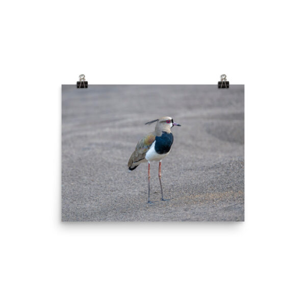 Southern lapwing! Photo paper poster - Image 6