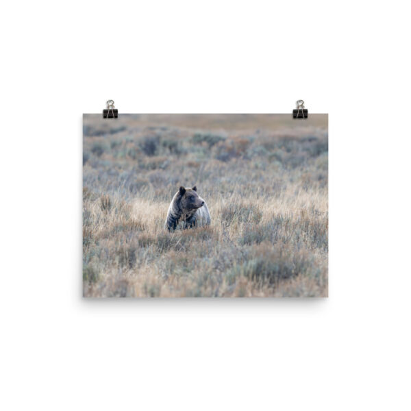 Grizzly bear! Photo paper poster - Image 6