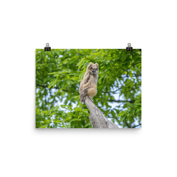 Baby Great horned owl! Photo paper poster - Image 6