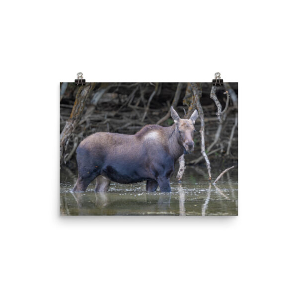 Baby Moose! Photo paper poster - Image 6