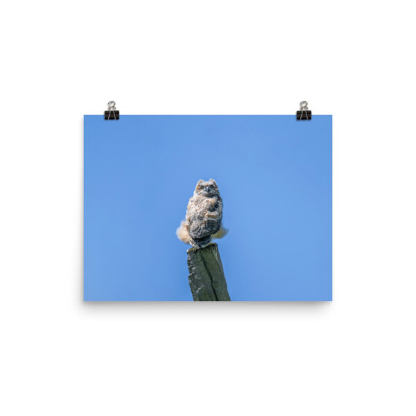 Baby Great horned owl! Photo paper poster - Image 6