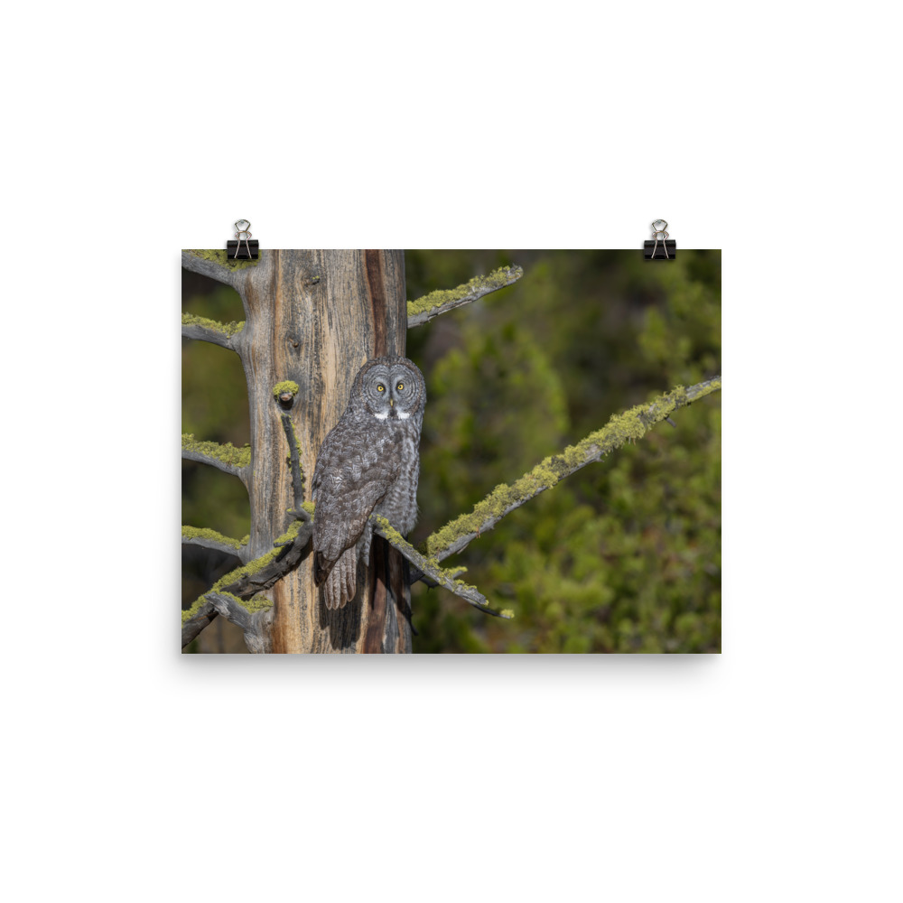 Great Grey Owl Basking in the Sun! Photo paper poster - Image 6