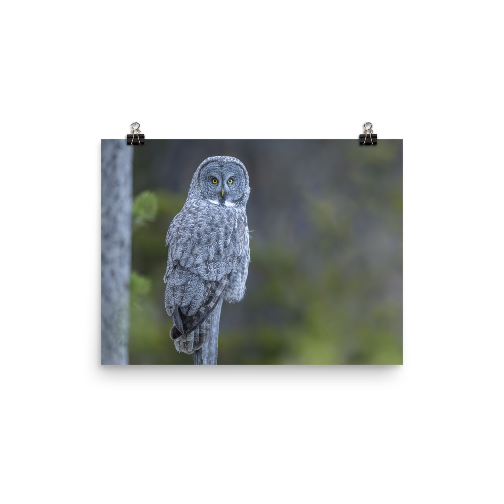 Great Grey Owl! Photo paper poster - Image 4