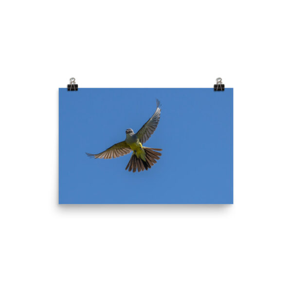 Western Kingbird Hovering Blue Sky! Photo paper poster - Image 7
