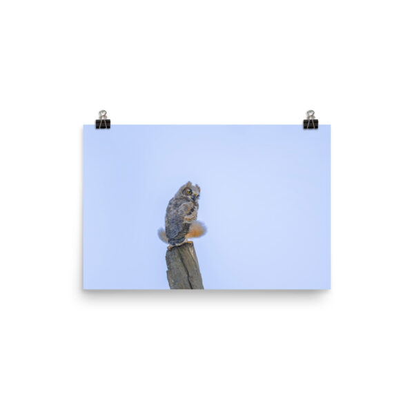 Baby Great Horned Owl! Photo paper poster - Image 7
