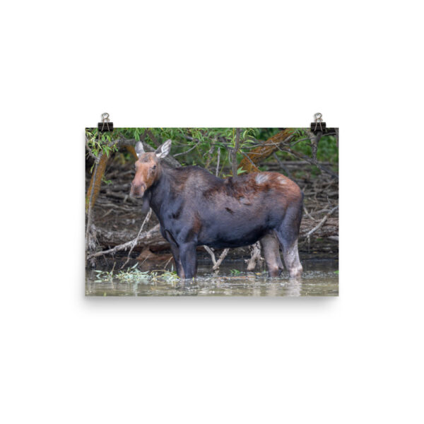 Portrait of a Mama Moose! Photo paper poster - Image 7
