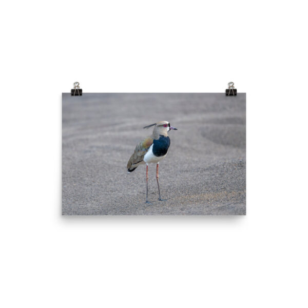 Southern lapwing! Photo paper poster - Image 7