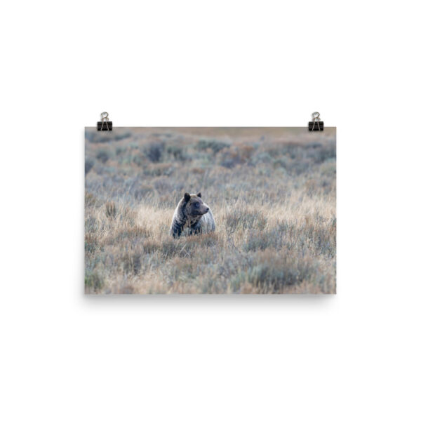 Grizzly bear! Photo paper poster - Image 7