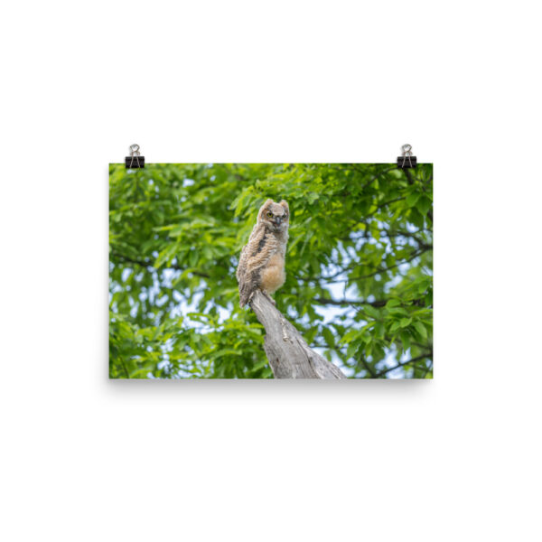 Baby Great horned owl! Photo paper poster - Image 7