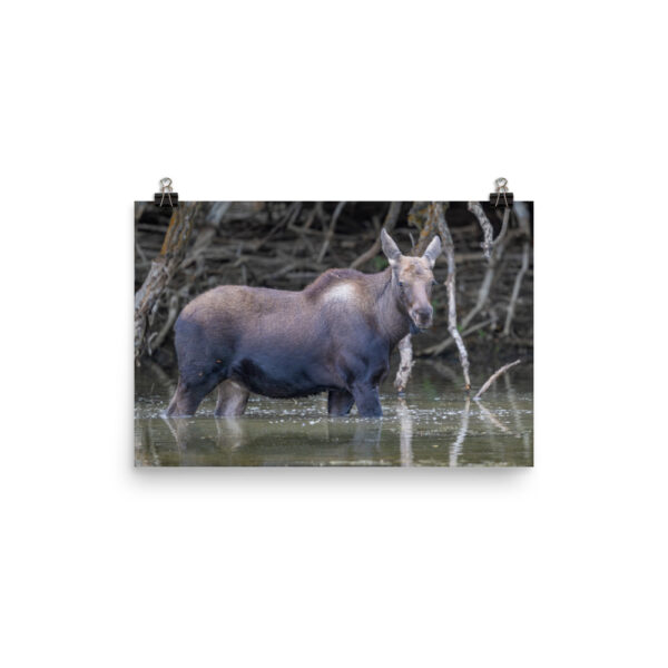 Baby Moose! Photo paper poster - Image 7